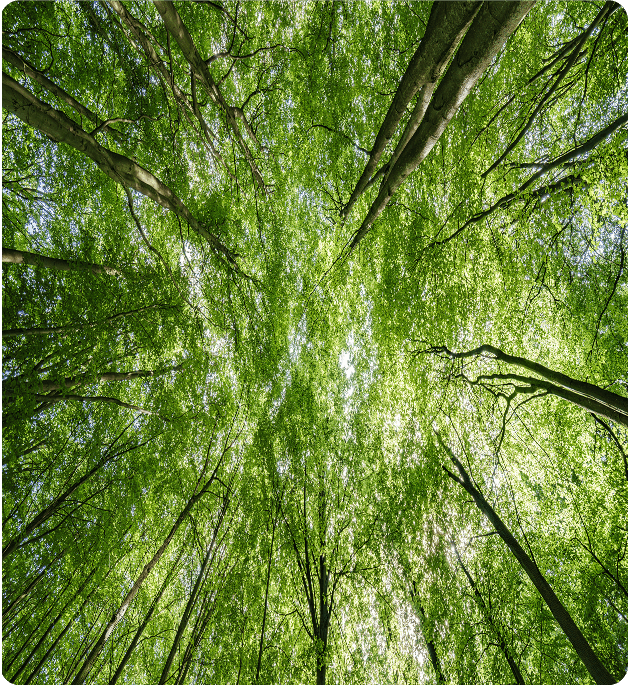 All the miracles of nature fascinating nature trees green