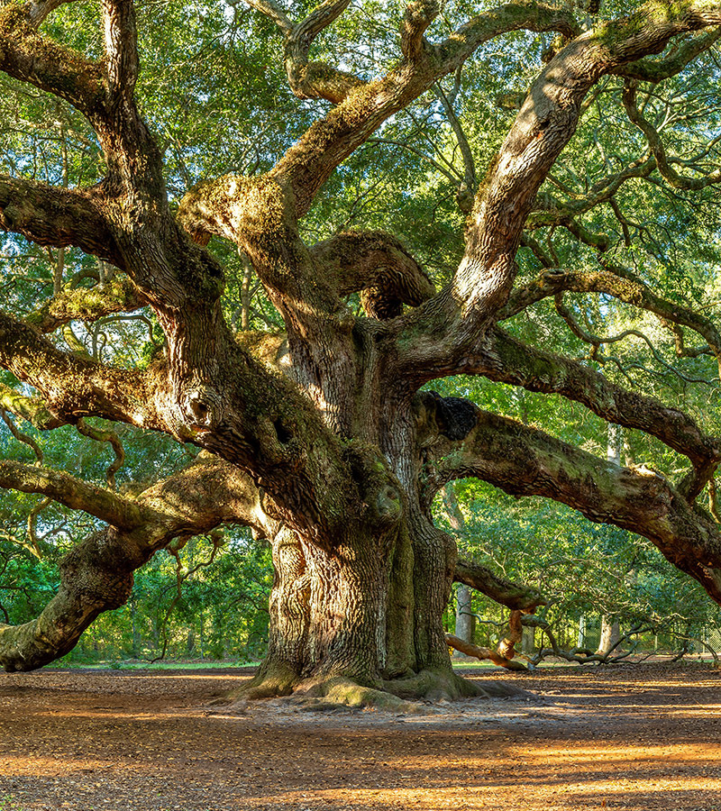 All the miracles of the nature old fascinanting oak tree