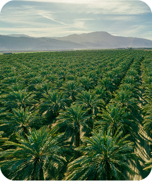 See what the buzz is about dates date field nature fascinating sky mountains hills