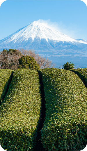 See what the buzz is about Matcha mountain view snowy field plantage nature