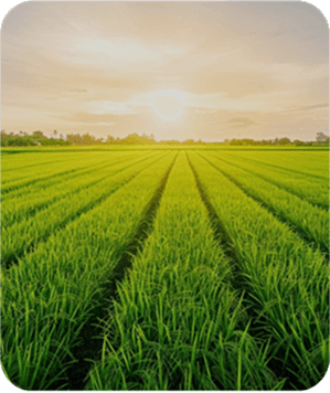 see what the buzz is about protein field nature green